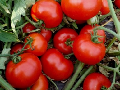 ������ �����: ��� ��������� ��������� ����� ��� ������ ��������