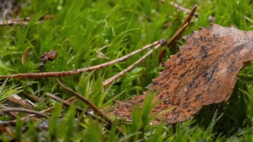 �� ������ ����������, ������ �� ����������� ��������������� ��� �������, ������� �����, ����� �������