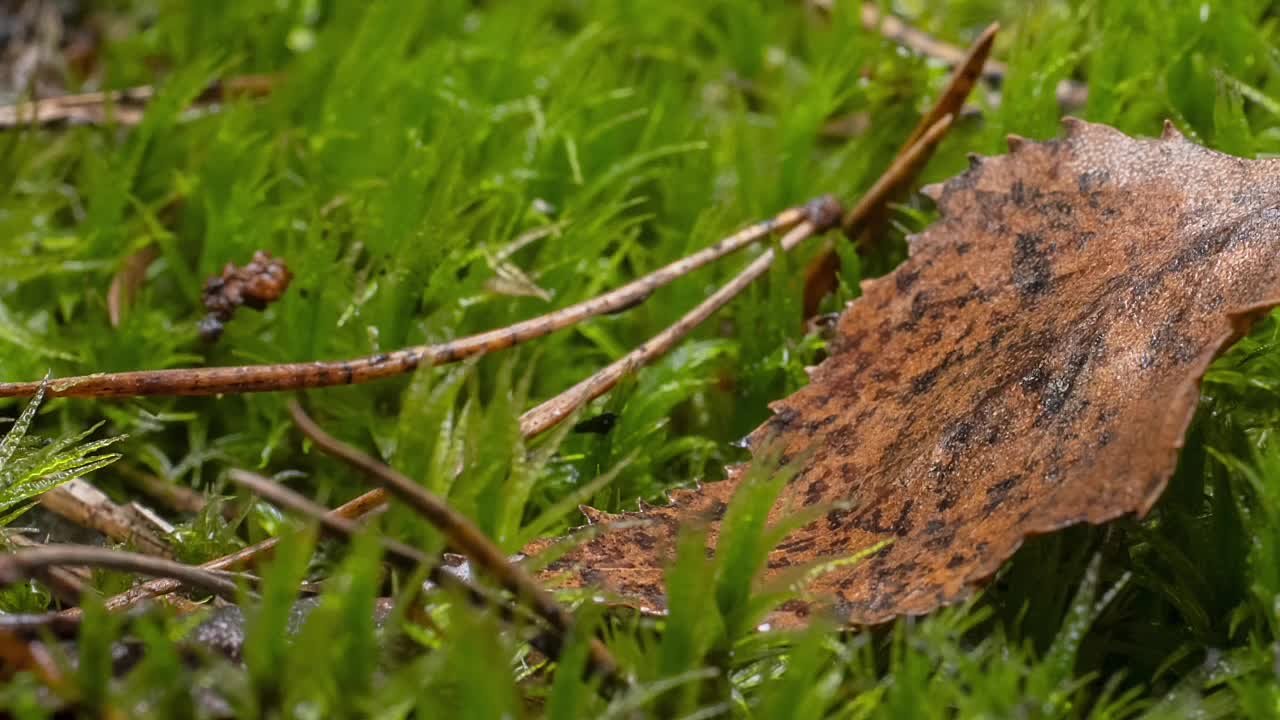 По данным синоптиков, завтра на Ставрополье преимущественно без осадков, местами туман, утром гололед