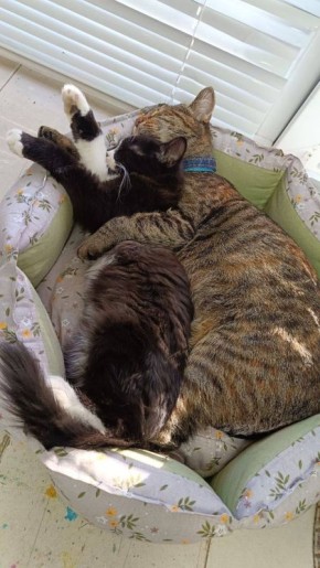 Кошечки показывают, как правильно провести этот день — обнимая любимых!