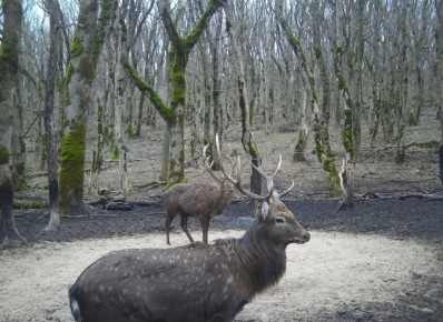 Этот красавчик попал в фотоловушку в заказнике "Александровский"