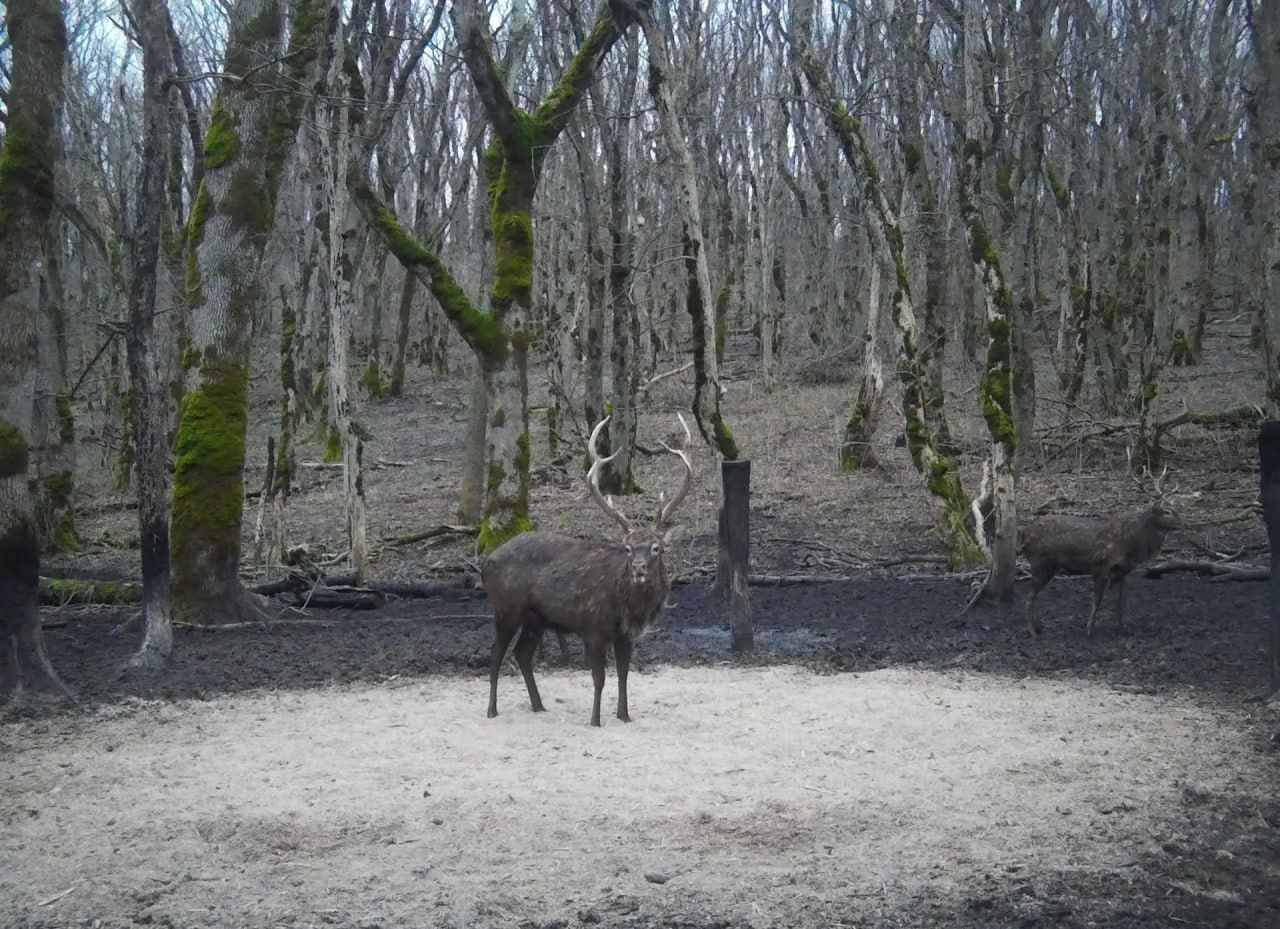 Пятнистых оленей, которых очень сложно встретить, показали в минприроды Ставрополья Пятнистых оленей, которых очень сложно встретить, показали в минприроды Ставрополья