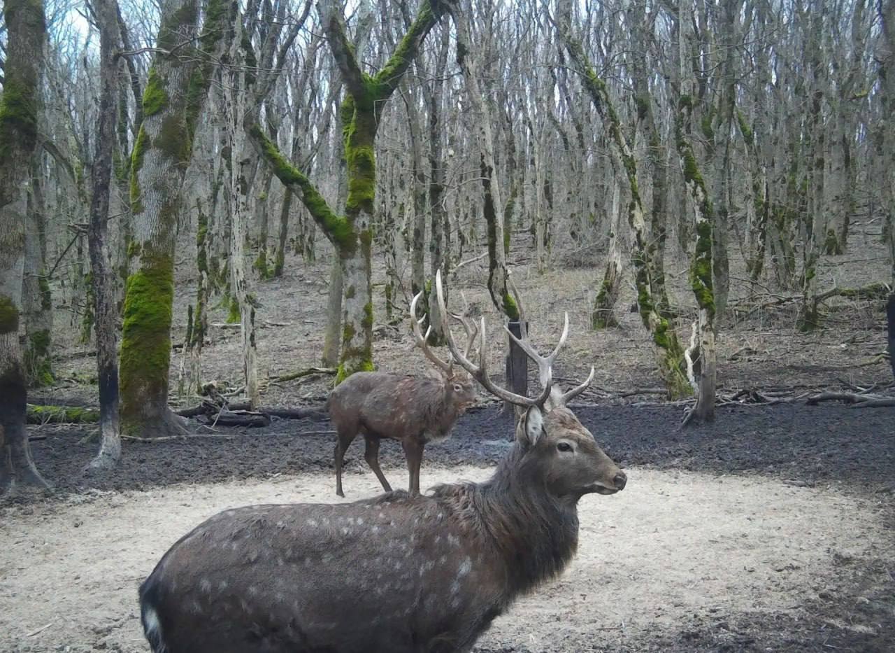 Фотоловушка на Ставрополье поймала пятнистых оленей Фотоловушка на Ставрополье поймала пятнистых оленей