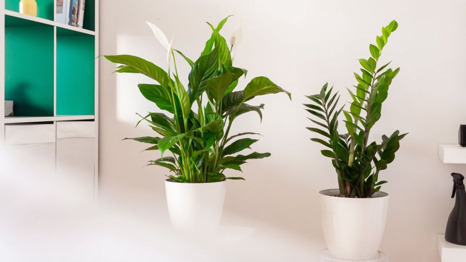 ����������� ������ ��� ������������� ��������: ����� ���� ��������� ���� ������� �������