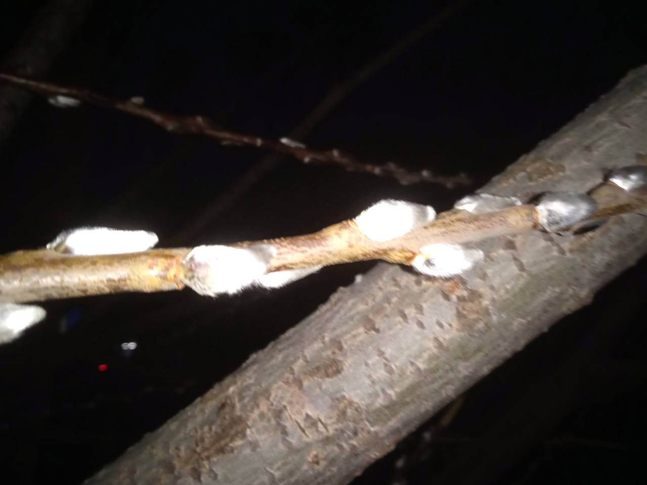 В Невинномысске зацвела верба и пошли в рост грибы В Невинномысске зацвела верба и пошли в рост грибы