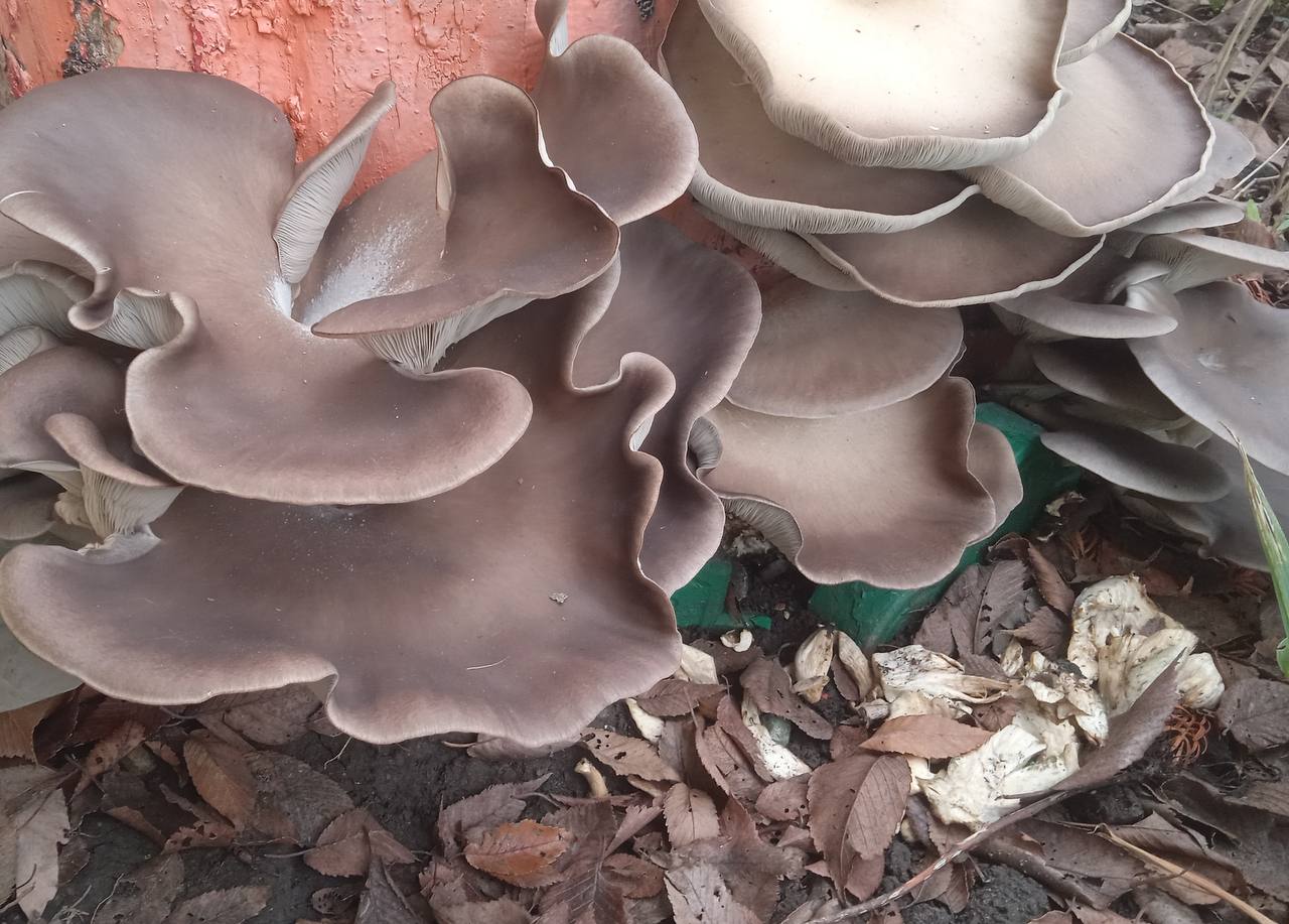 В Невинномысске зацвела верба и пошли в рост грибы