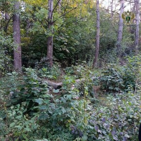 ����������� ����������� �� �������������� ����������� ��������� ��������� ������� ����������������