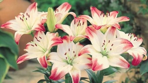 ��������� � ������� �����: �������� ������������