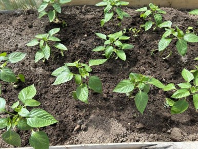 ������� ��������: ��� ������� ����������� ����� ��� �������