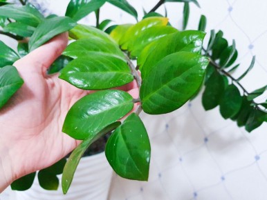 ��� ������ ������������: ����������� ���������� � ����� ��������