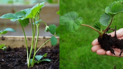 ������� ��������� �������� ������������ ���������� ���������