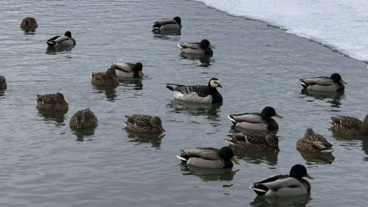 ������ ���� ���� �������� �� ��������� ����� ����������