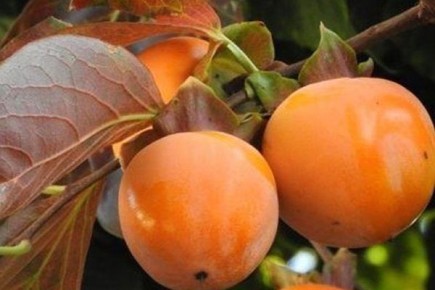 ����� �����: ���������� ������� ��� ������ ����