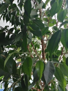 ��� ������� ��������� ������� ������: ������� ����� �� ������� ����������