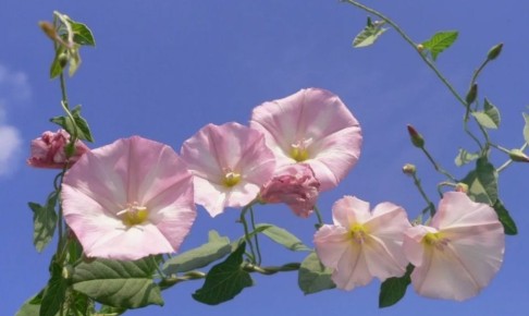 как победить вьюнок полевой: 7 стратегий от экспертов