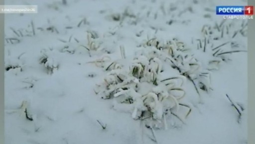 Аграрии позитивно оценивают состояние озимых на Ставрополье