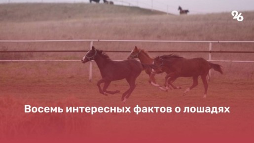 �������� ������ � ������ ������������ 2026 ����