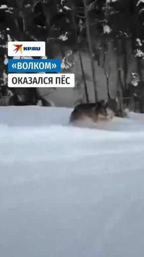 Это могла быть эпичная погоня волка за сноубордистом в Домбае
