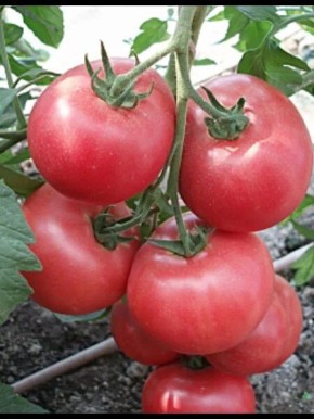 ����� ��������: ������������� ���� � ������ ������� ��� �������