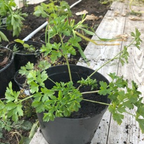 ��� ���������� �������� ��������� �������� � ��������� �����������