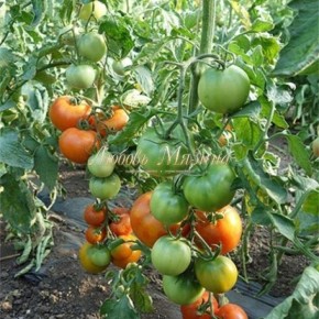 ����� ����� ���� ����� ������ ������ �������� ������� ���� ��� �������� ����