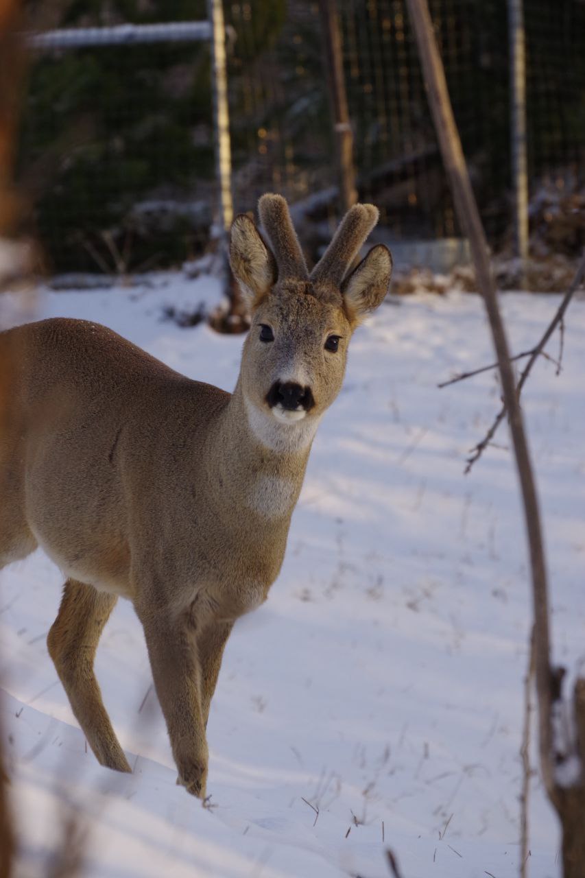Милая косуля в ставропольском центре помощи диким животным Юга России «Пеликан»