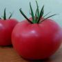Томат Пинк агат: розовоплодный ультраранний гибрид для теплицы