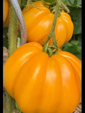 �������� �������: ������ ���� ����� �������� �������� ������� � ��������� �����������