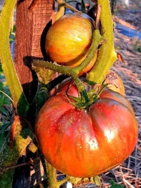 ����� ��������� ��������: ��� ��������� ������������� ��������?�������� ����� � �������