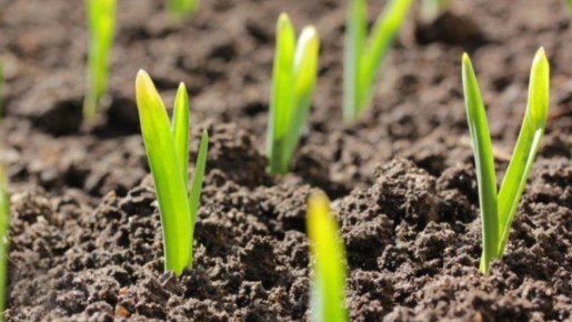 ������� ����������� ������� ������� � ��� ��������� ������