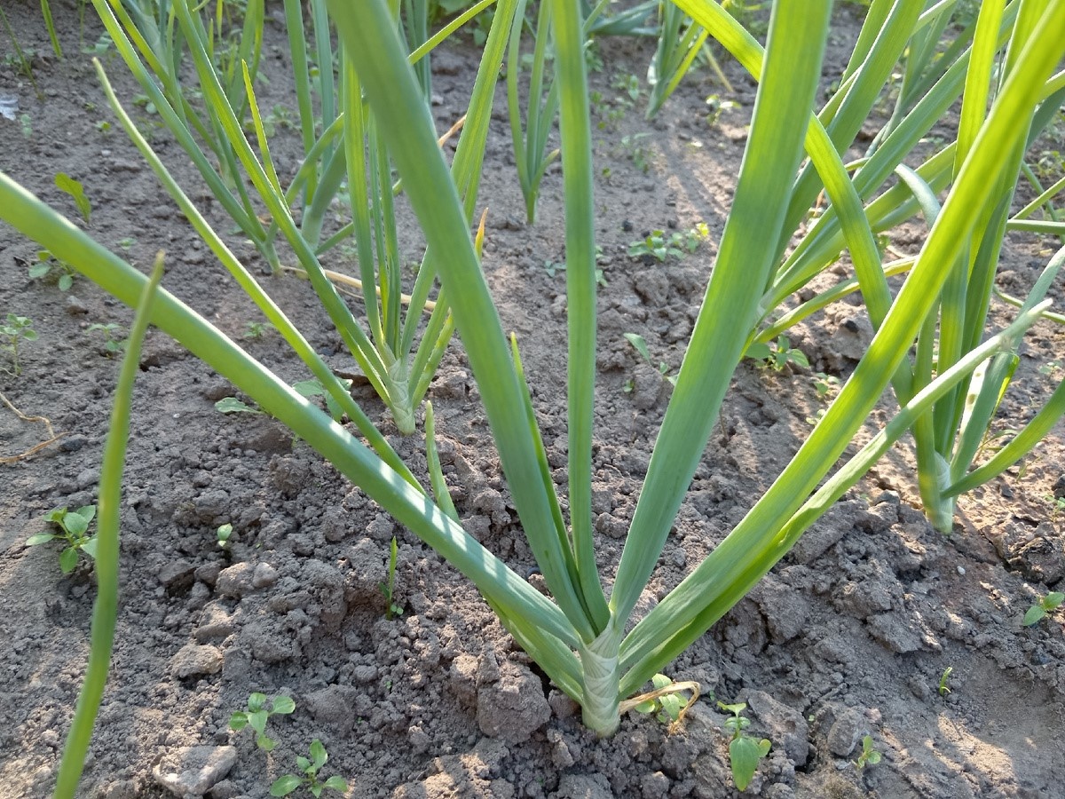 Подкормка лука в дождливый июль: 1 ст. л. на 10 л и как защитить луковицы от гниения
