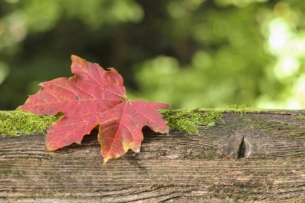 17 ��������: �������� ������� � ��� �� ����� ������ � ���� ����