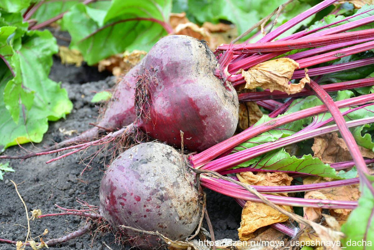 Как совместные посадки увеличивают урожайность овощей на 20%