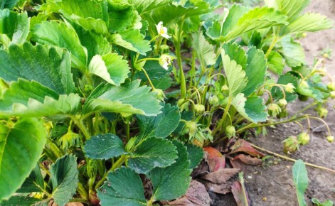 ��� ��������� ����������� ������ ��� ���������: �������� ������