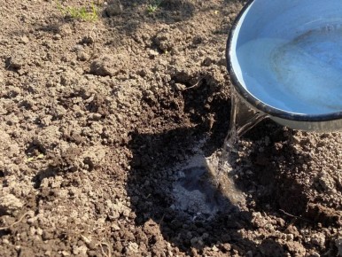 Почему борная кислота — скрытая угроза для вашего сада