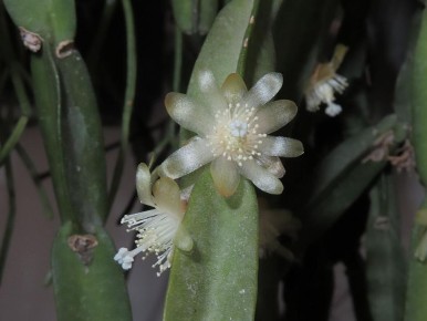 Рипсалис: тропический кактус с уникальной природой