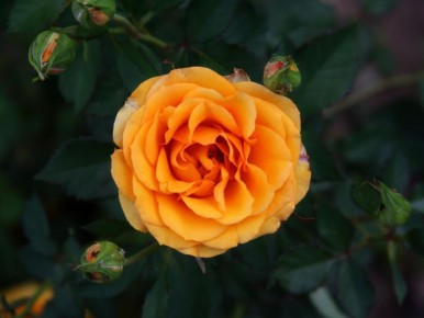 ����� � ����� ����: ��� �������� ���������������� ������ � ������