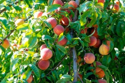 ������ �����: ������� ��������� ����������� � ��� ���������� ��������