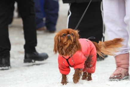 Депутаты предлагают запретить залог домашних животных