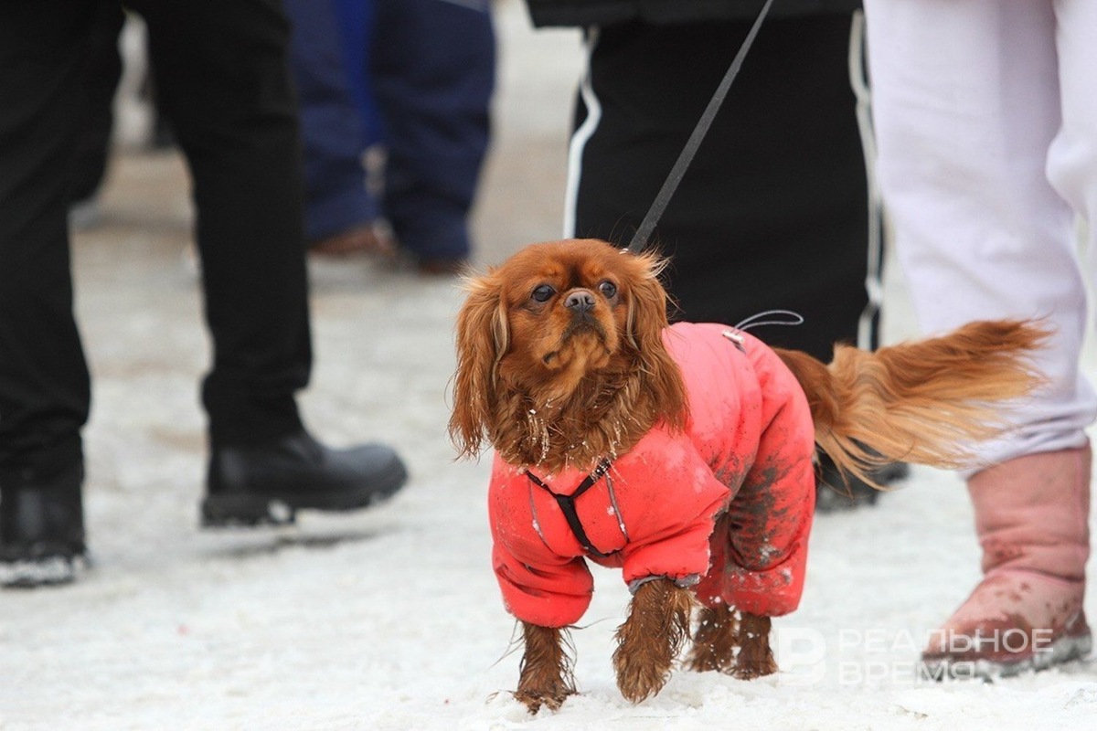 Депутаты предлагают запретить залог домашних животных