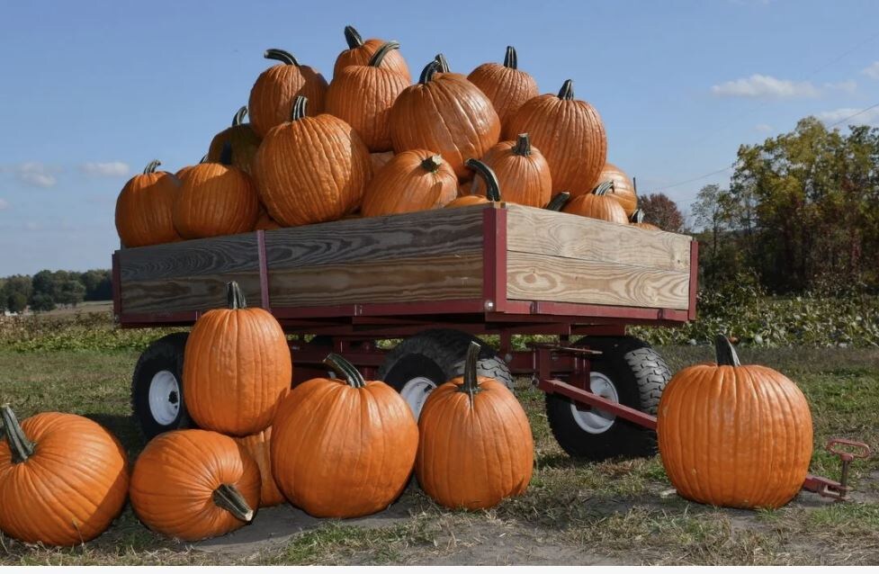 Тайны тыквы: когда и как правильно собирать и хранить урожай