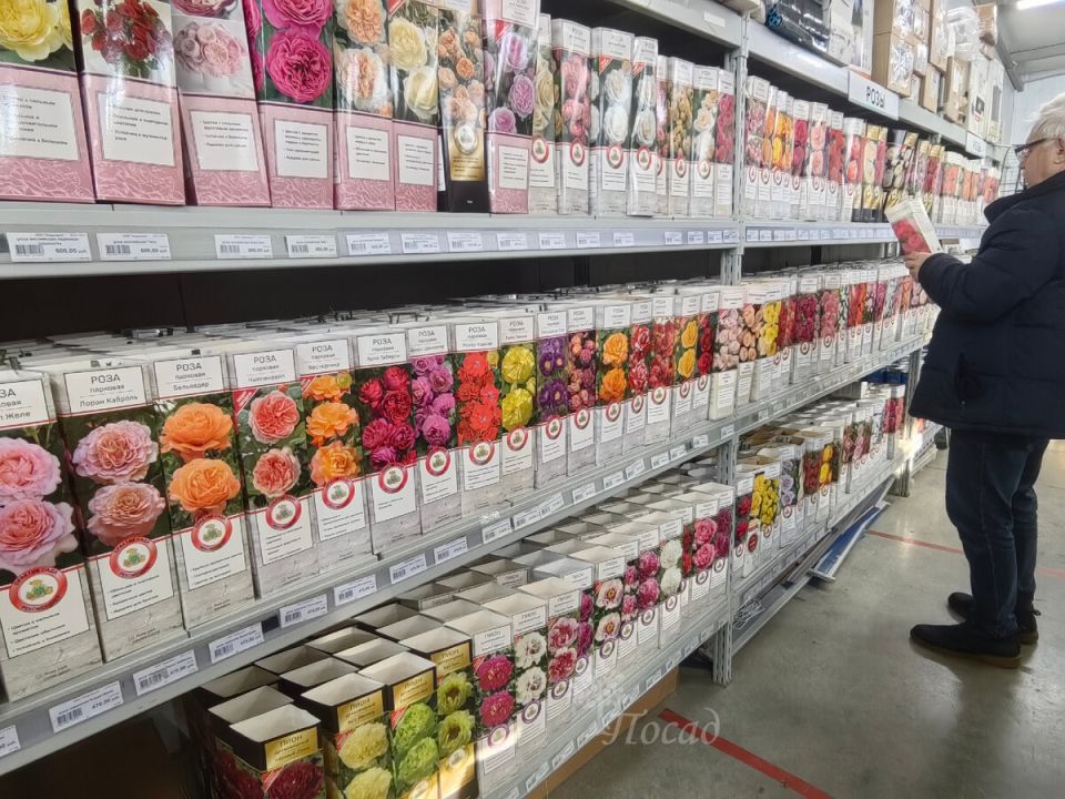 Почему розы из коробок стали любимцами садоводов