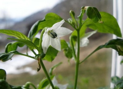 ��� ��������� ������ �� ������ �����: ������ �� ������ ����� ��� �������