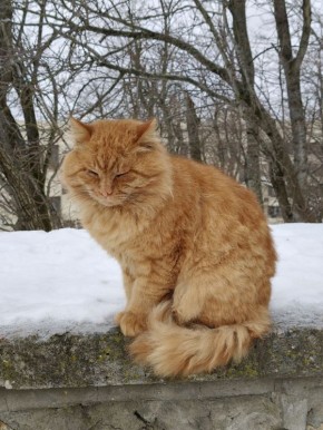 ������ ����, ������������. 101_shag ��������� �� ��� � MAX