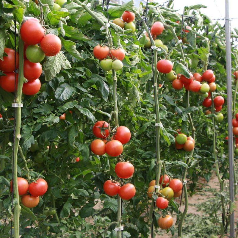 Секреты совместного роста: как правильно сажать огурцы и помидоры