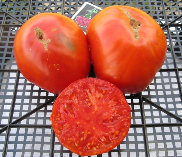 Томат Сила Сибири: секреты раннего урожая для сурового климата