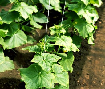 Почему хлор вреден для растений: важные аспекты для садоводов