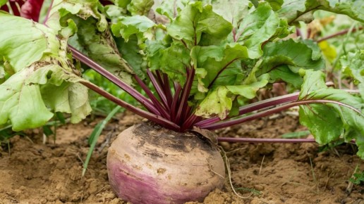 ��� ��������� ������ ������� � �������� �� �����: ������� � ������