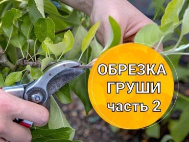 Искусство обрезки груш: от посадки до плодов