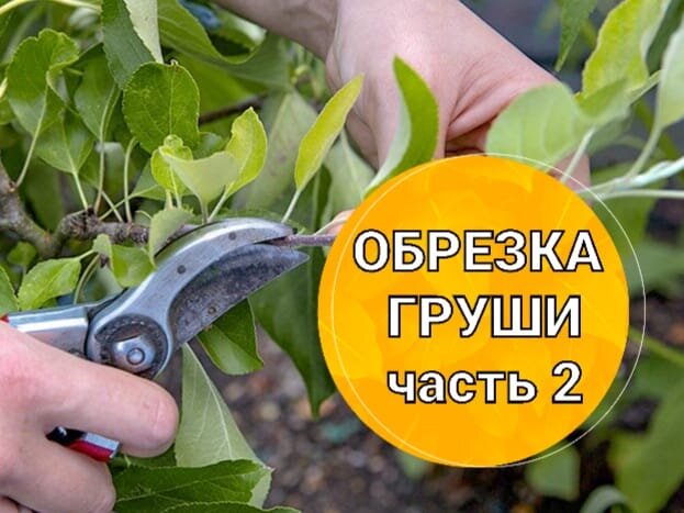 Искусство обрезки груш: от посадки до плодов